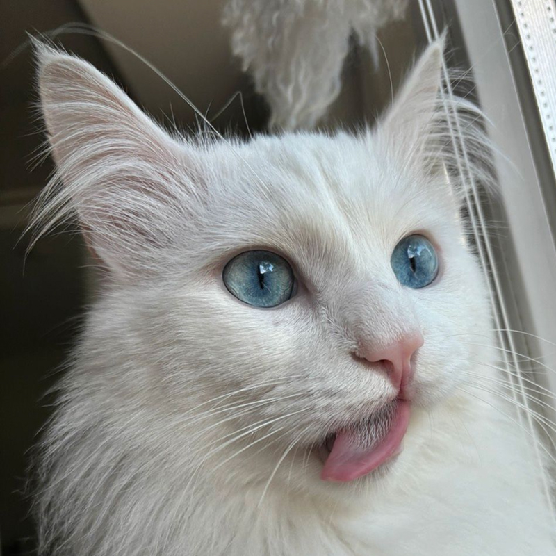 Gehörloser Kater Luki - ich wohne im Narzissenweg 12, 77871 Renchen